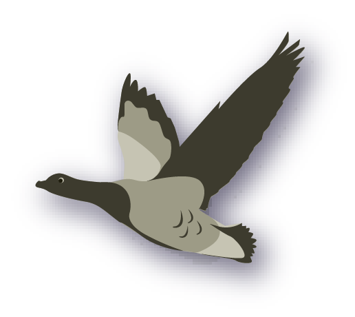 Interaktive Grafik - Bild zu Ringelgans