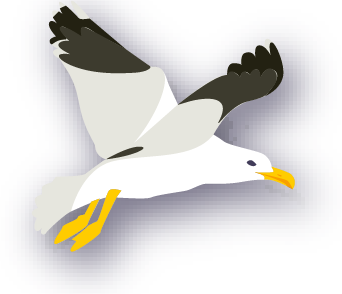 Interaktive Grafik - Bild zu Heringsmöwe