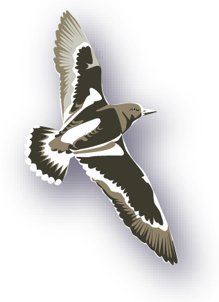 Interaktive Grafik - Bild zu Steinwälzer