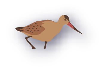 Interaktive Grafik - Bild zu Pfuhlschnepfe