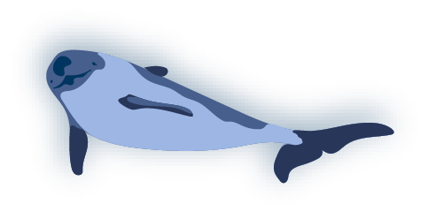 Interaktive Grafik - Bild zu Schweinswal