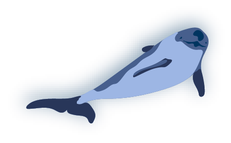 Interaktive Grafik - Bild zu Schweinswal